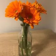 Ciaoの画像