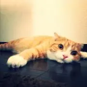 あずきの画像
