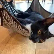 なな