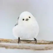 あんぱん(プロフ確認お願いします)の画像