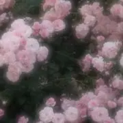pupuの画像