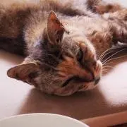 ちゃんねこ