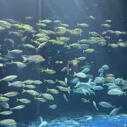 いちごの画像