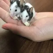 パンダマウスの画像
