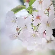 mrrrnの画像