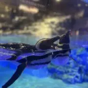 みらいの画像