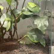 taaaの画像