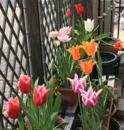 なっちゃんの画像