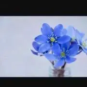 ちょこの画像