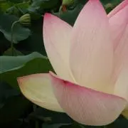 Kの画像