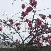 ゆうの画像