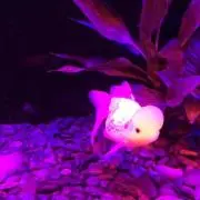 みるく♡まとめ買い歓迎の画像