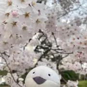 むぎの画像