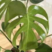 ペペの画像