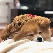 kotoneの画像