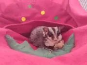 ももたん