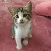 あき