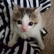 きょん
