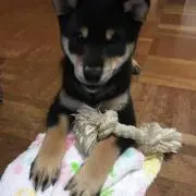 Kojiの画像