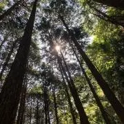 TADANOの画像