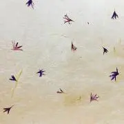 yayakoの画像