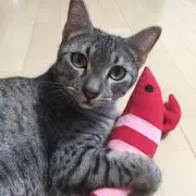 あいの画像