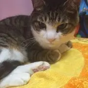 まつこの画像