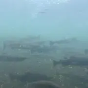りりり