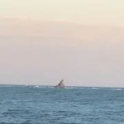 pkmyの画像
