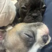 ようぽんの画像
