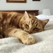 コトハの画像