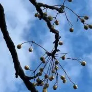 鳥の子いろの画像