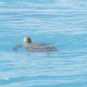 ちゃお☆断捨離中の画像