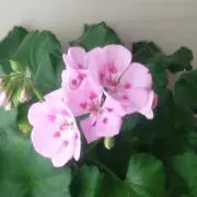 なごみの画像