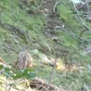 ☆*