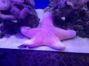 たかな
