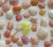 ウニの画像