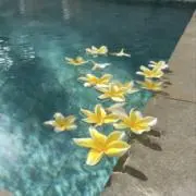 えぬの画像