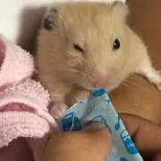 あいちゃん