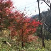 らくだの画像