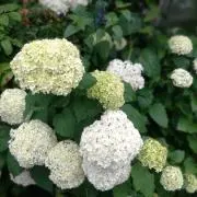 hanaminの画像