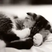 ハナの画像