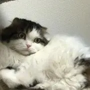のらくろの画像