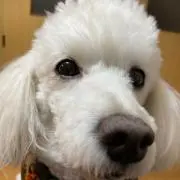 パプーちゃん