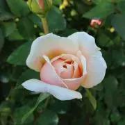 ぺんぺん草の画像