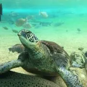 れんれんの画像
