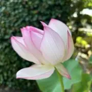 あにまーとの画像