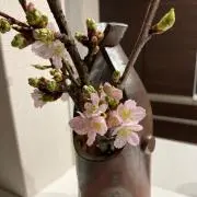 KOUの画像