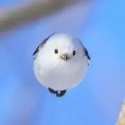 もちの画像