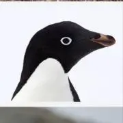 アデリーペンギンの画像